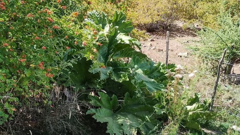 La nalca, una especie protegida que conserva saberes tradicionales del norte neuquino